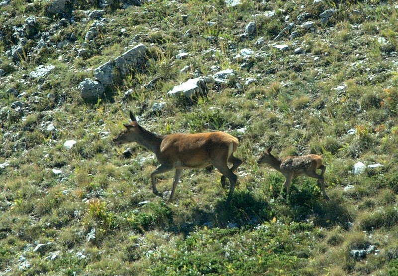 Strategie riproduttive del cervo (Cervus elaphus)